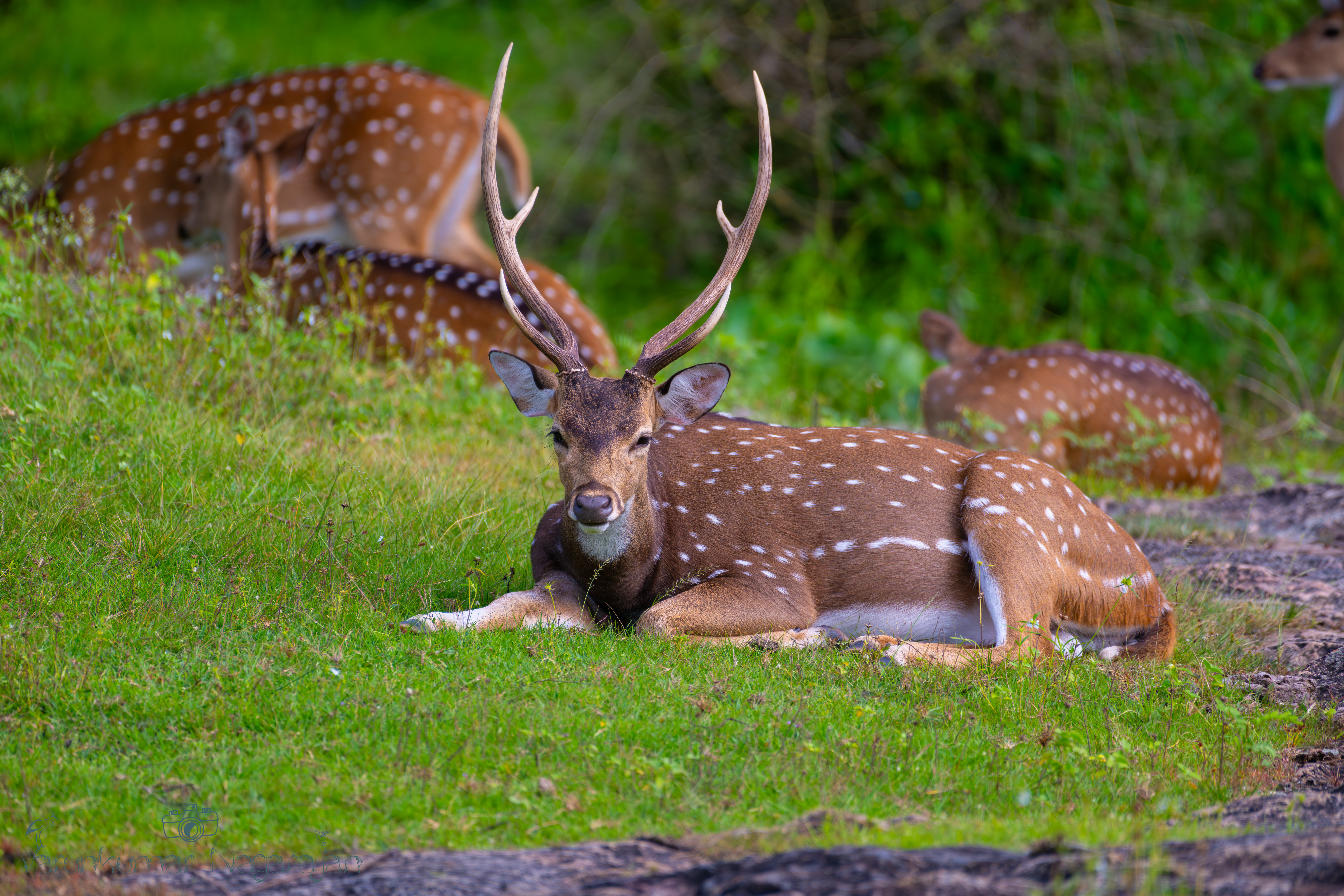Spotted Deer